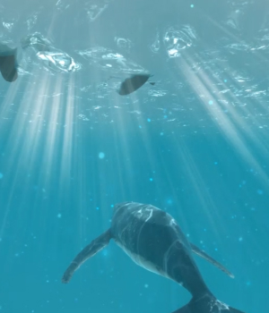 울주 대곡리 반구대 암각화 VR컨텐츠 제작 용역 고래사냥